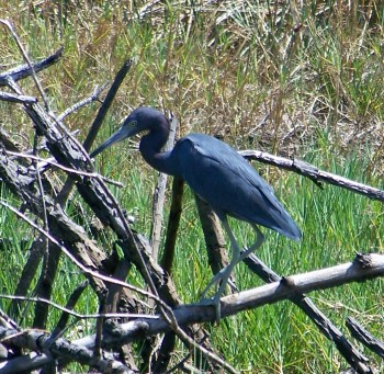 L'aigrette bleue