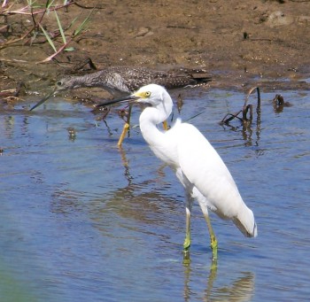 Aigrette neigeuse