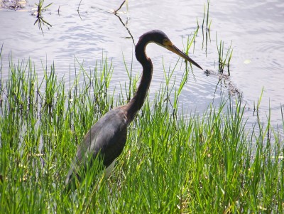 Aigrette tricolore