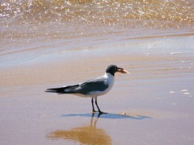 Mouette aticille