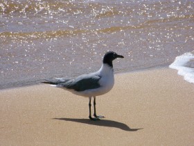 Mouette atricille