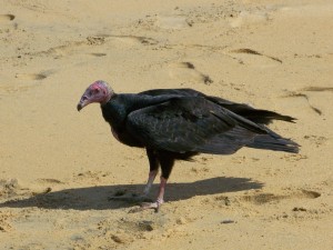 Urubu à tête rouge