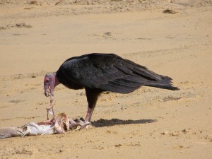 Urubu à tête rouge