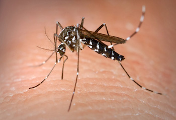 aedes aegypti - Photo extraite de USDA website